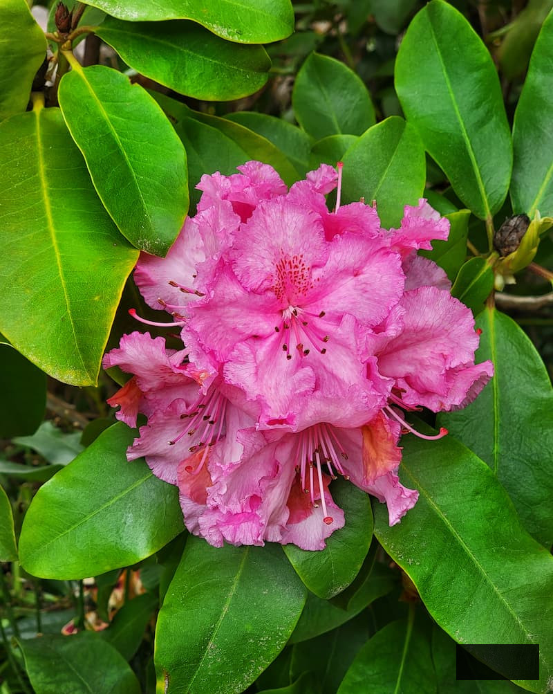 fuchsia rhododendron