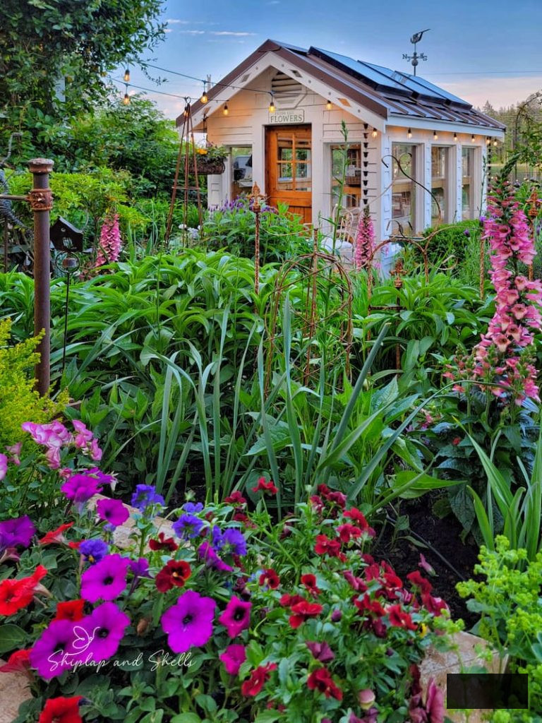 greenhouse with late spring garden flowers blooming
