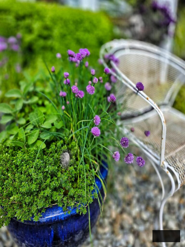 purple chives thriving alongside other herbs in a container