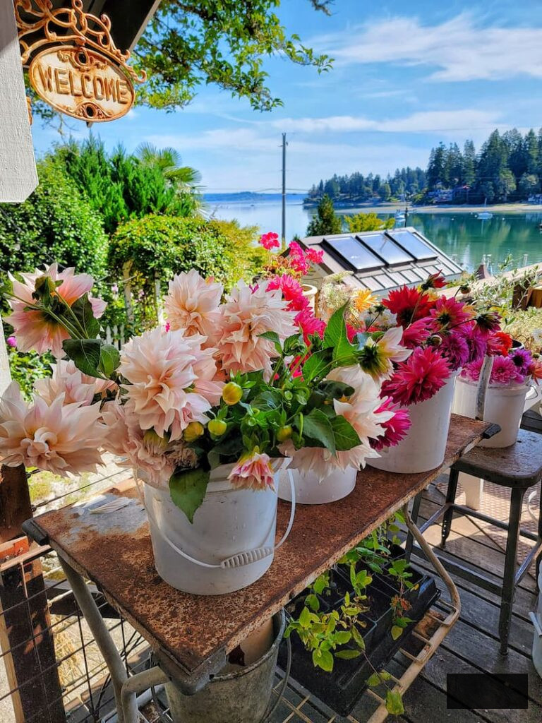 cut flowers gathered and placed in buckets