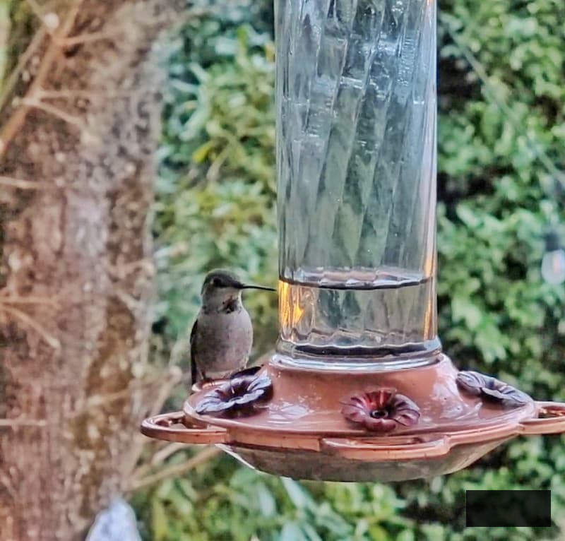 hummingbird feeding from the porch