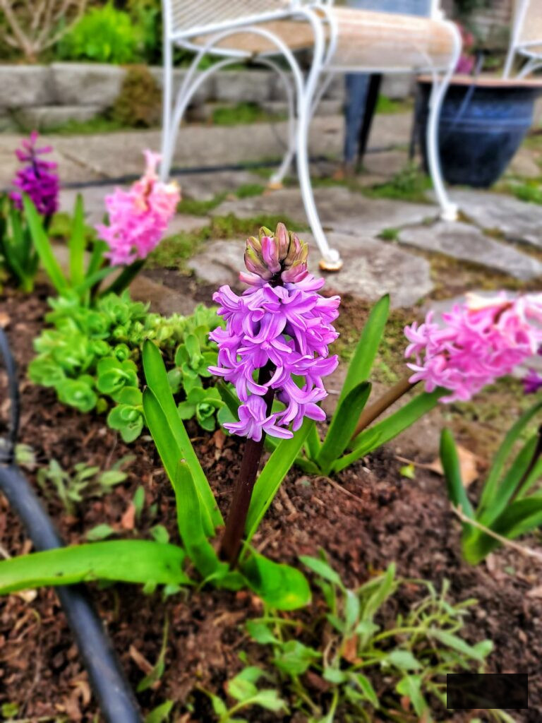 light purple and pink hyacinths thriving in the spring garden