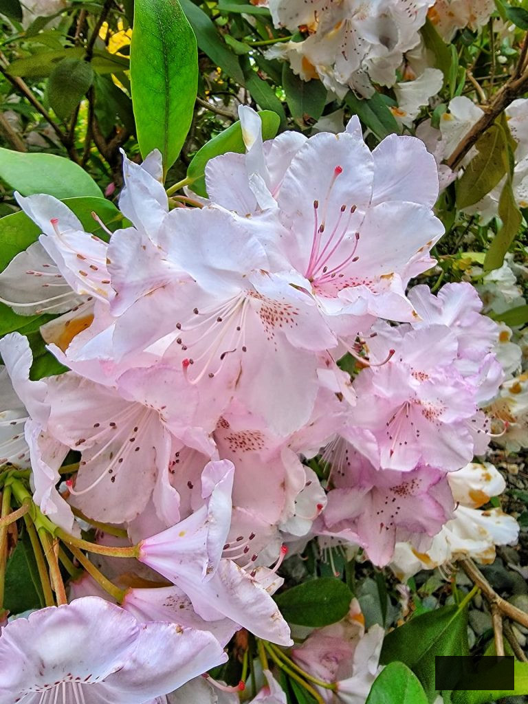 light pink rhododendron