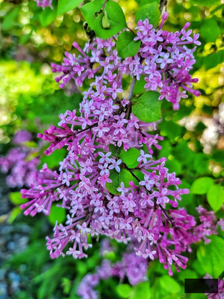 purple lavender growing in the late spring cottage garden