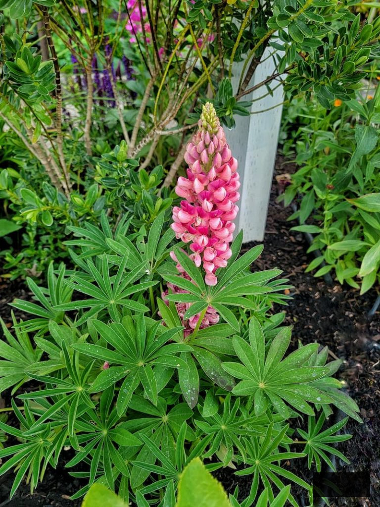 pink lupine flourishing in the late spring cottage garden