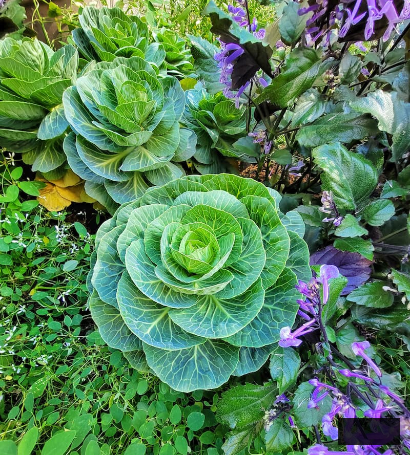 ornamental cabbage growing in the garden