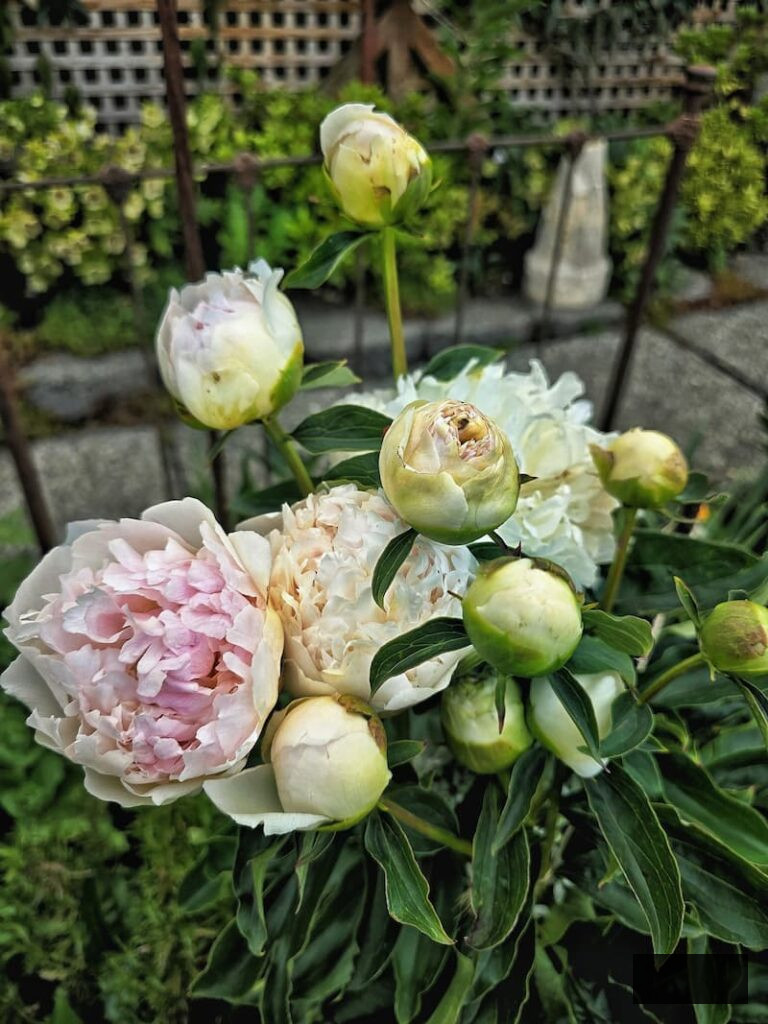 pale pink peonies thriving in the spring garden