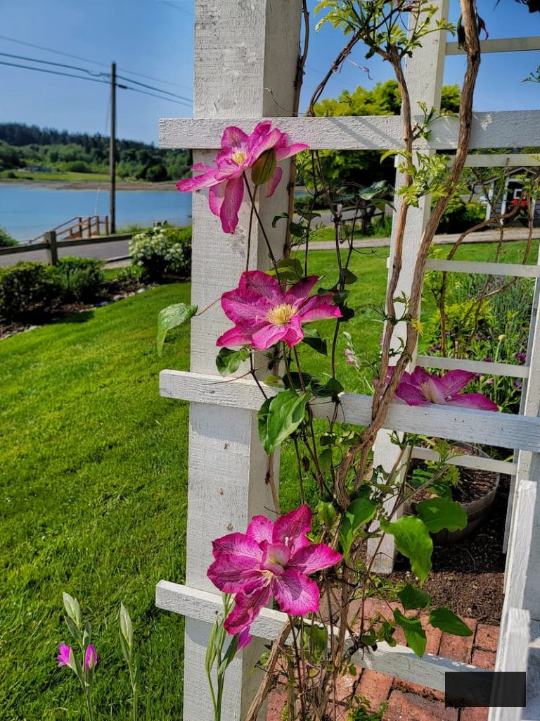 fuchsia clematis climbing the white arbor