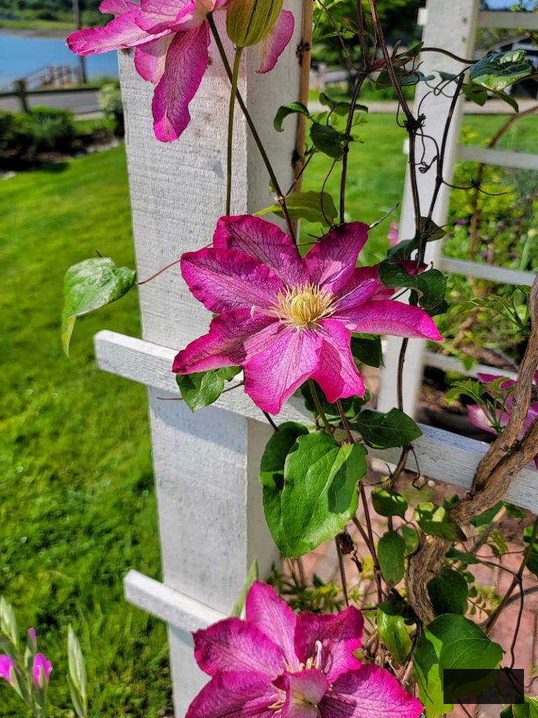 fuchsia clematis flourishing in the late spring cottage garden