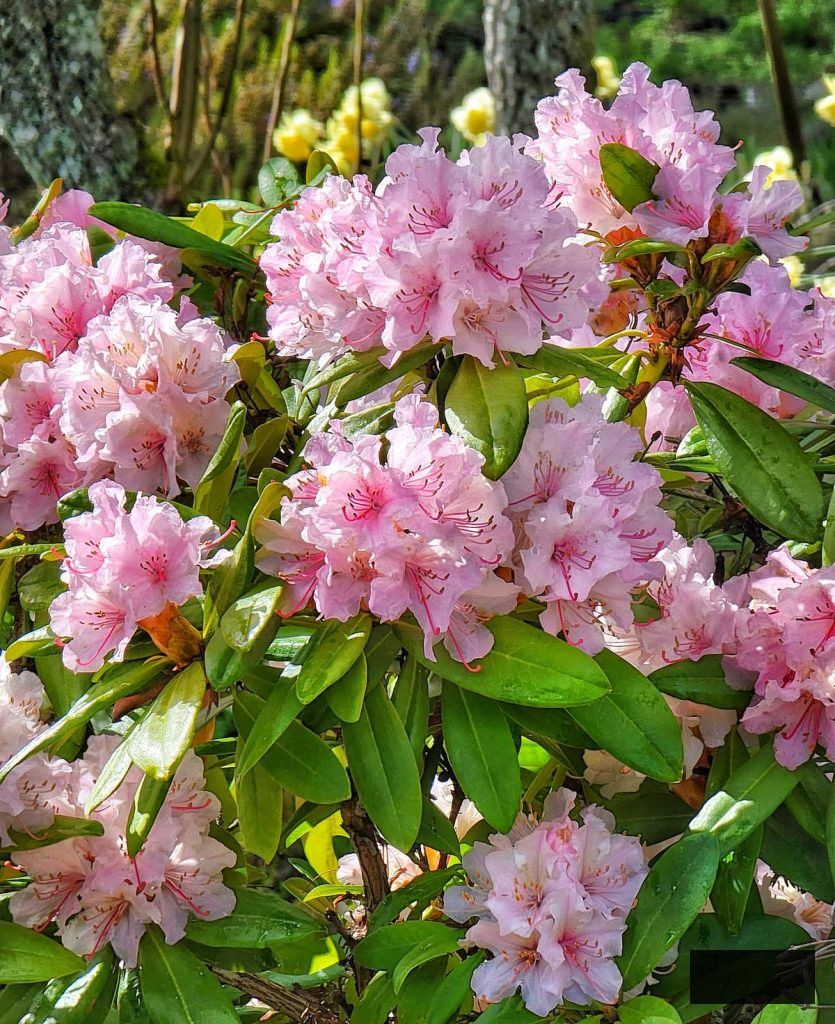 light pink rhododendron