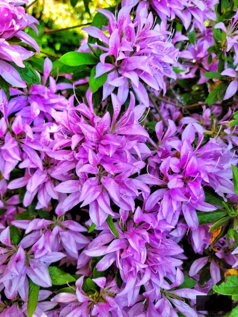 purple azaleas growing in the late spring cottage garden