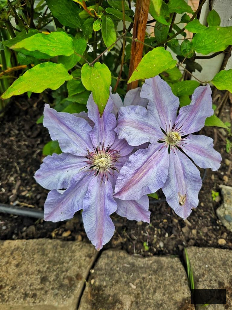 light purple clematis flourishing in the late spring cottage garden