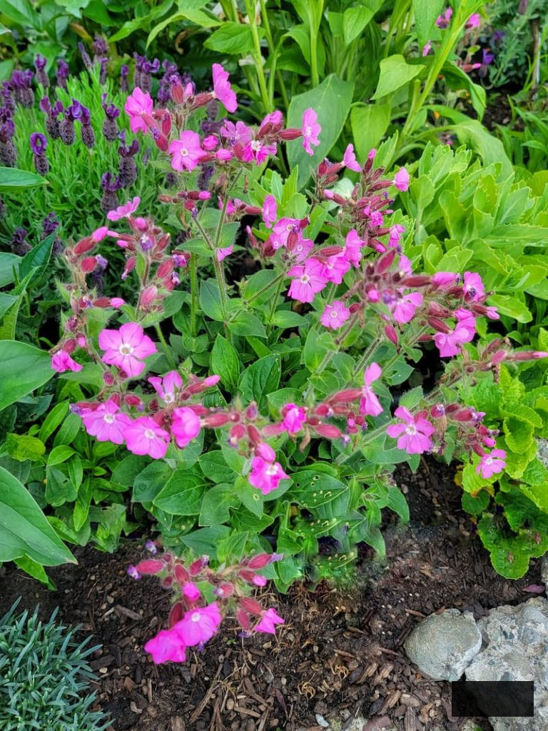 crimson campion in late spring cottage garden