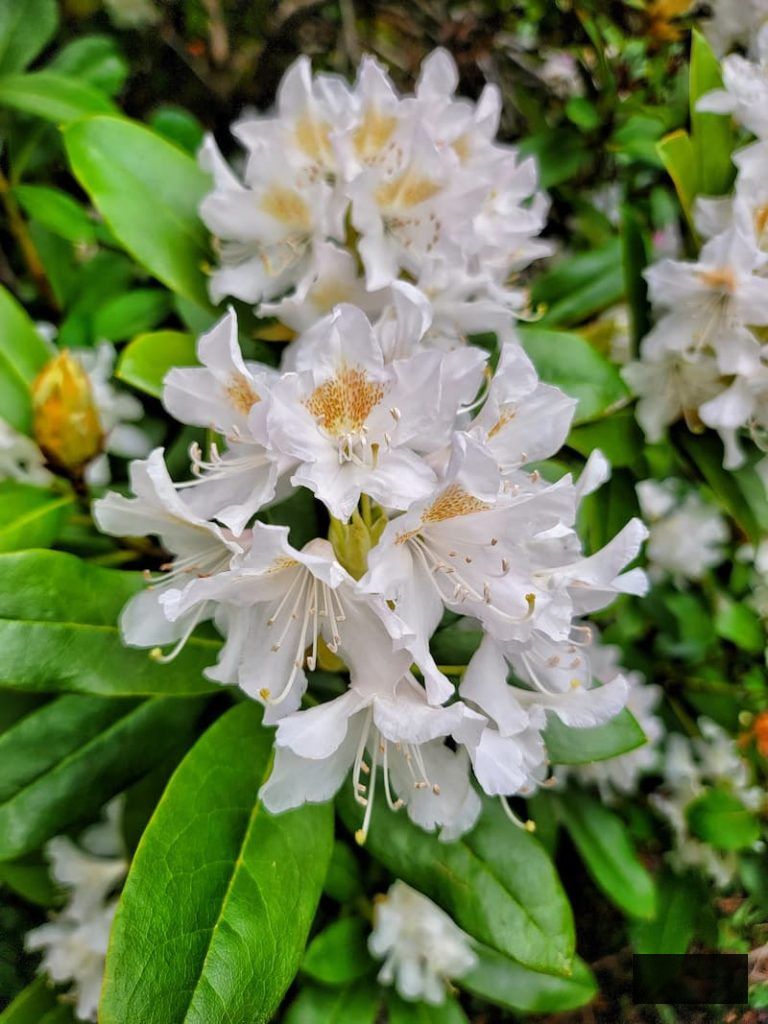white rhododendron growing in the late spring cottage garden