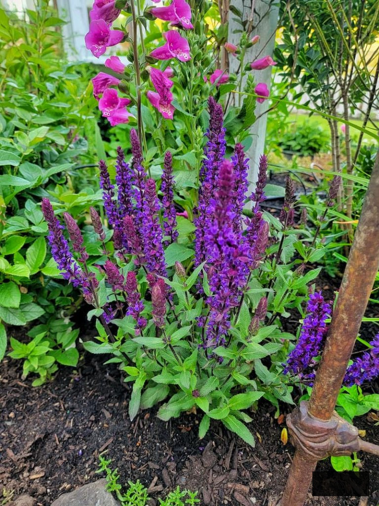 purple salvias thriving in the late spring cottage garden