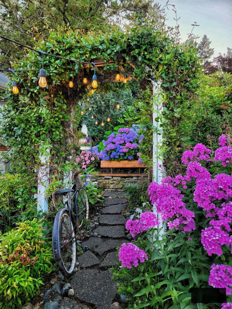 cottage garden path adorned with phlox and hydrangeas and a vintage bicycle