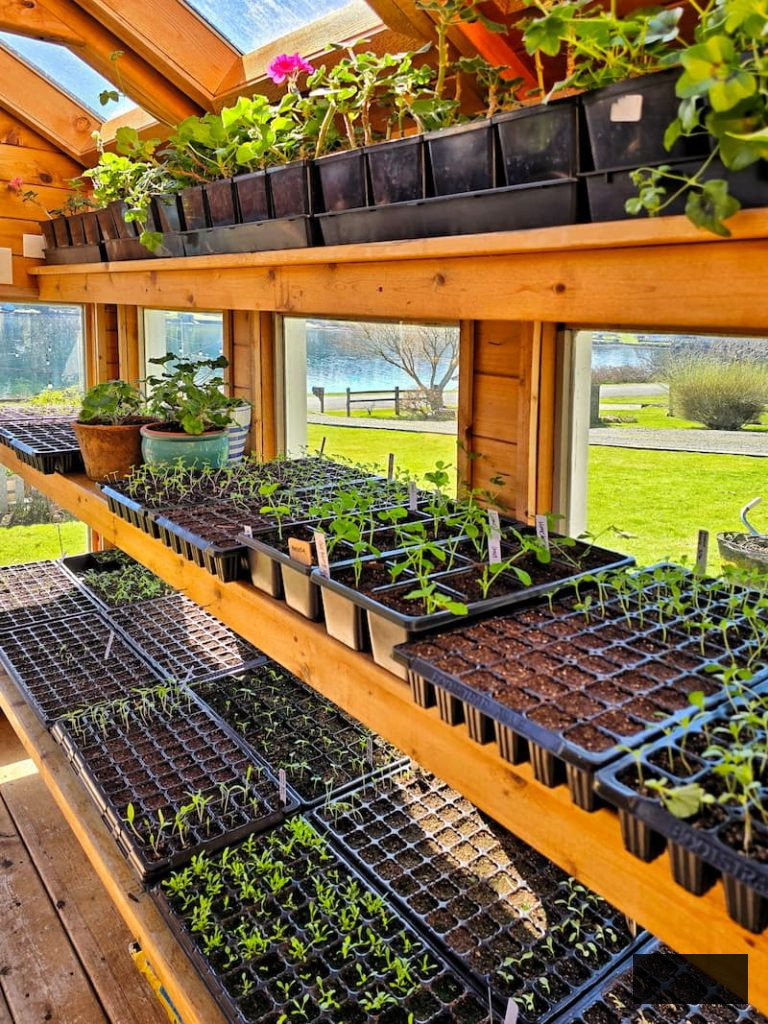 inside the greenhouse growing seedlings