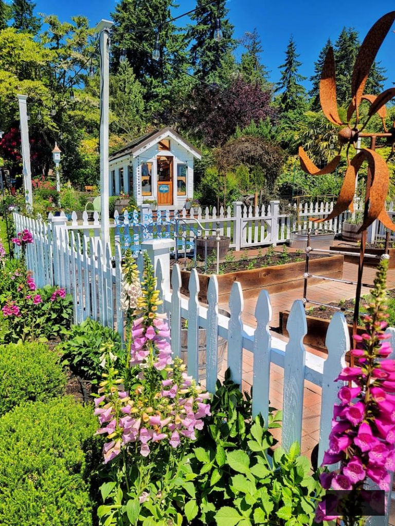 foxgloves growing along the white picket fence garden