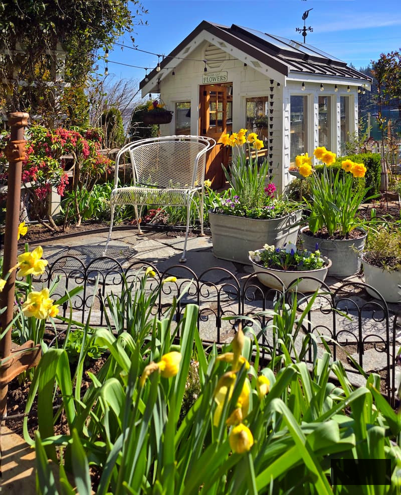 spring patio in front of the greenhouse and daffodils growing in containers