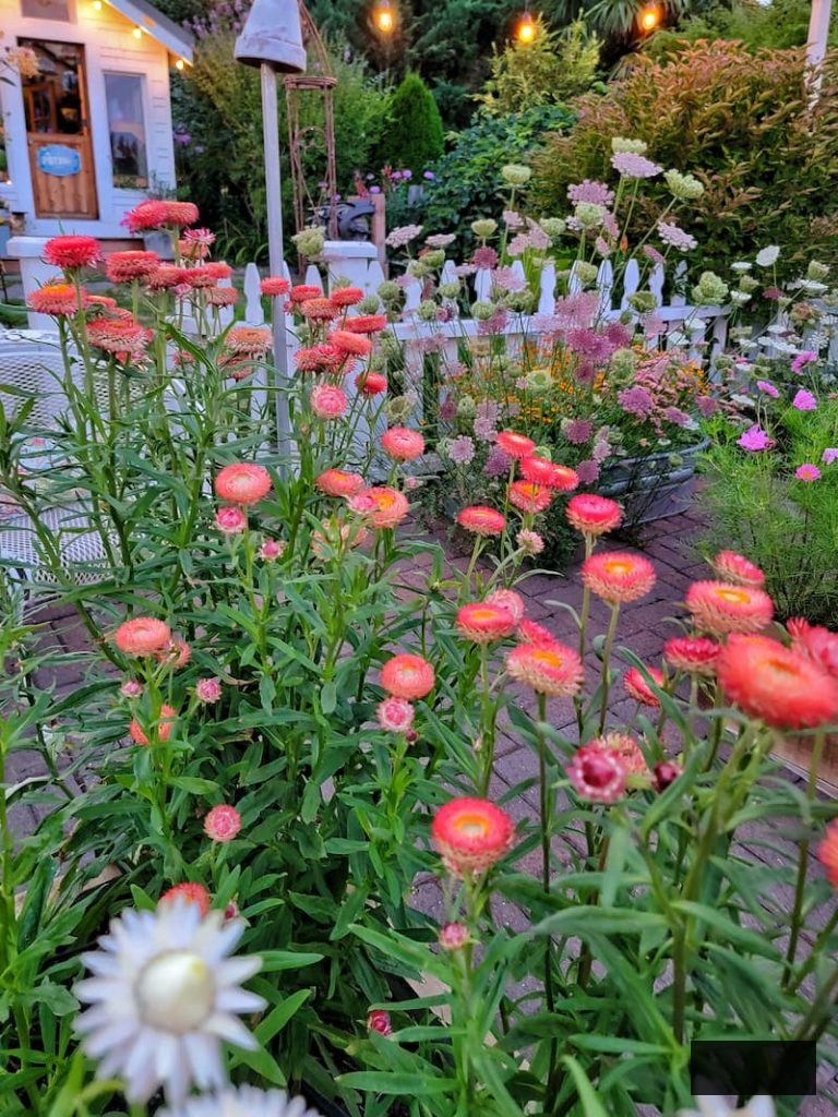 strawflowers and dara flourishing in the cut flower garden