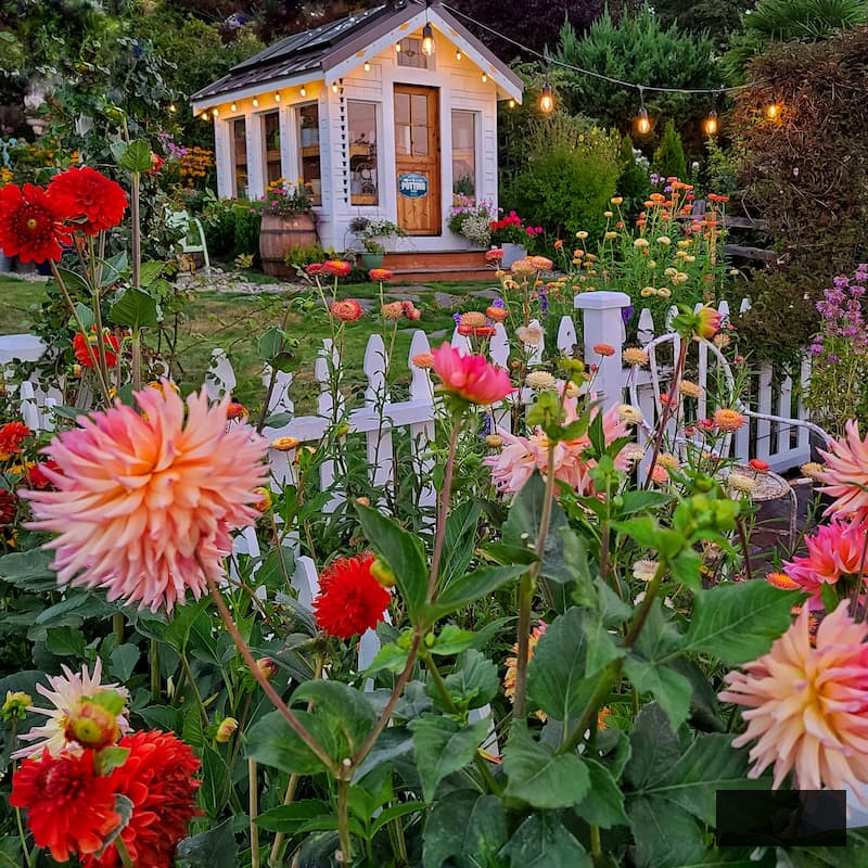 greenhouse in the cottage garden with dahlias flourishing alongside the white picket fence