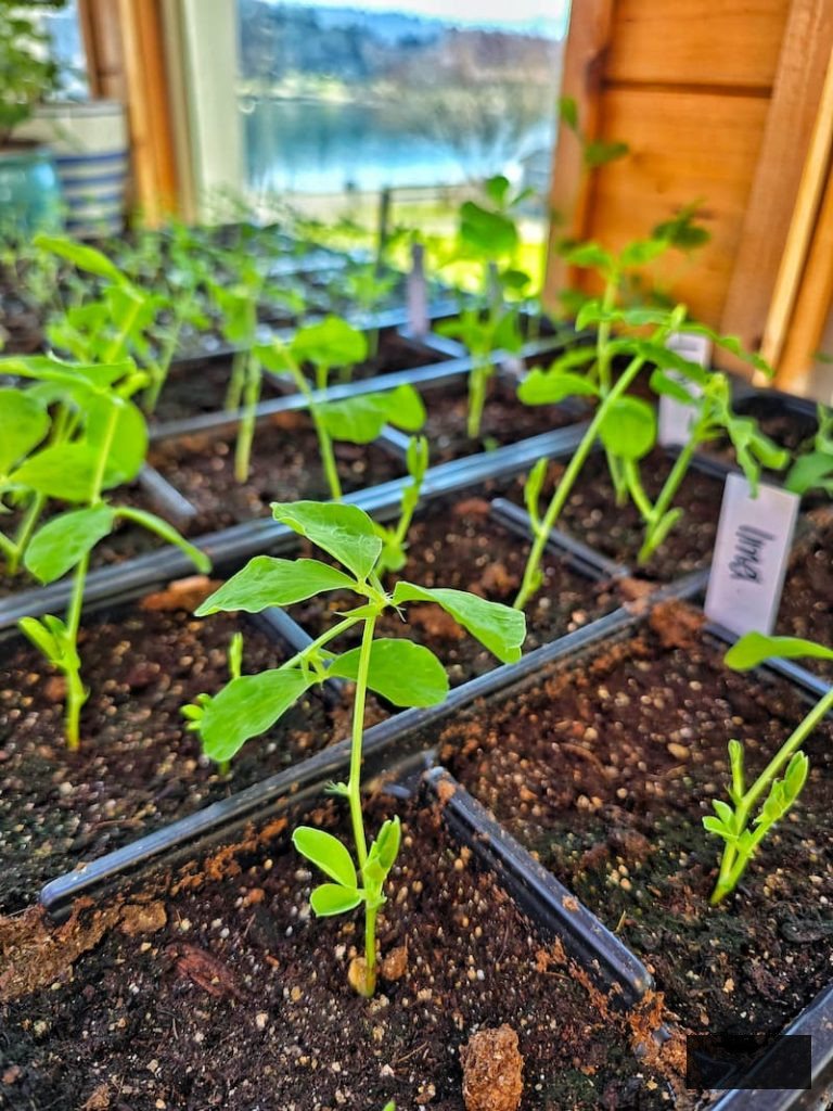 sweet peas growing in cell trays in the greenhouse