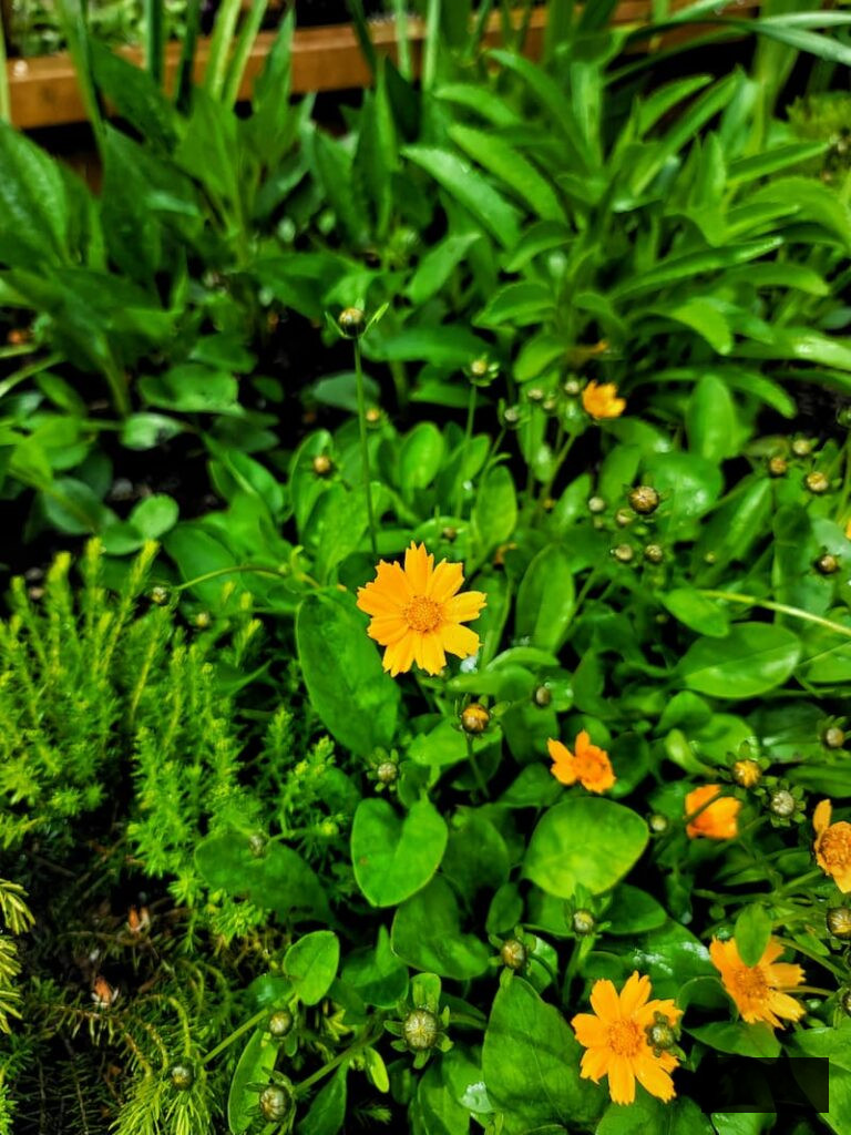 yellow tickseed thriving in the late spring cottage garden