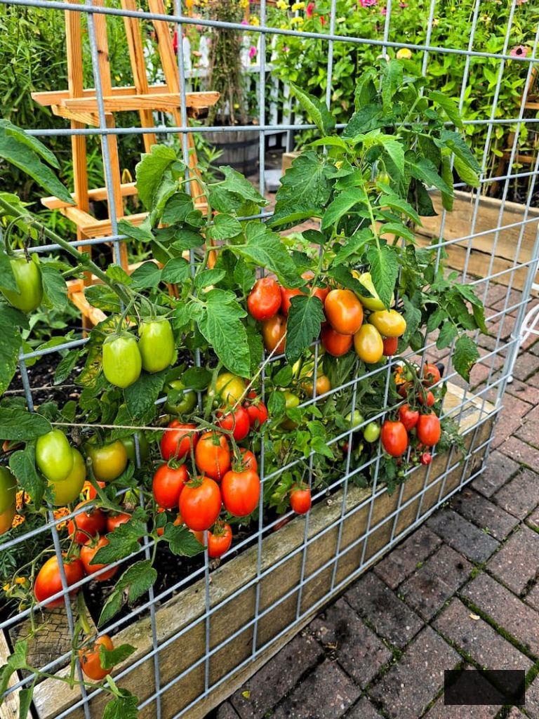 tomatoes growing in the garden