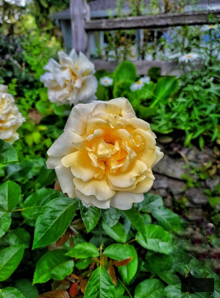 yellow roses flourishing in the late spring cottage garden