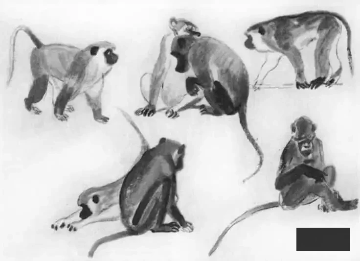 _ 2 Sketch of five monkeys in diverse poses, emphasizing their movement and behavior on a plain background. | Sky Rye Design Sketch of five monkeys in diverse poses, emphasizing their movement and behavior on a plain background.