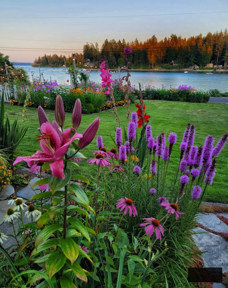 blazing star, lilies, coneflower, gladiolus in cottage garden overlooking the bay