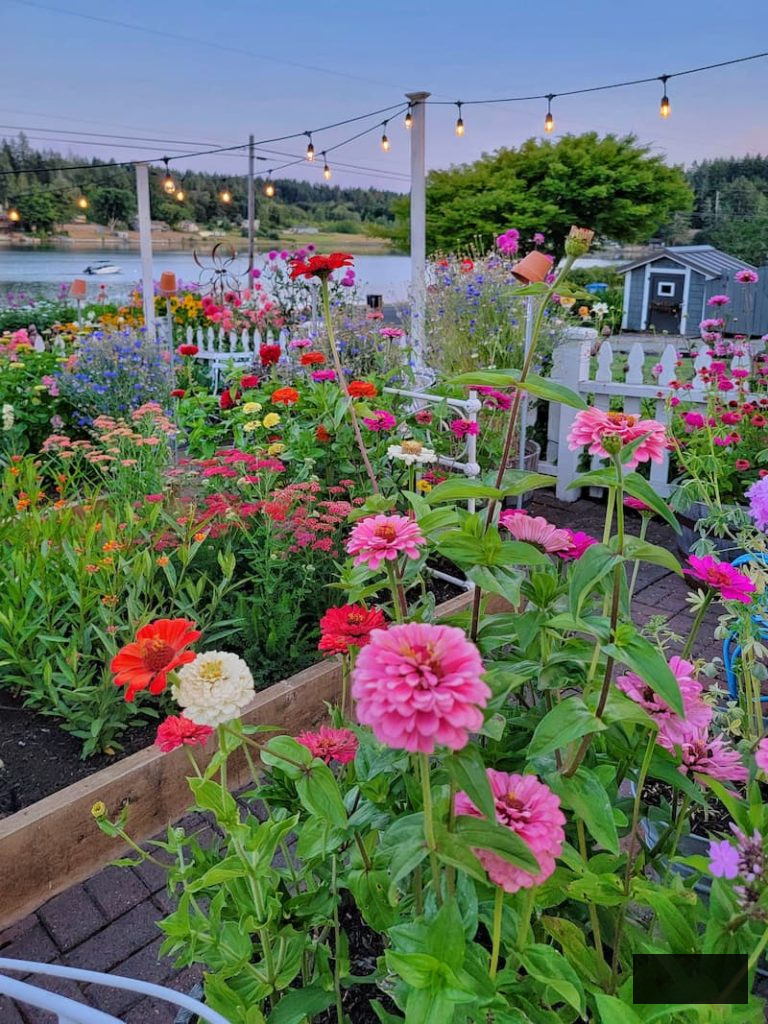 vivid zinnias and other cut flowers in garden beds