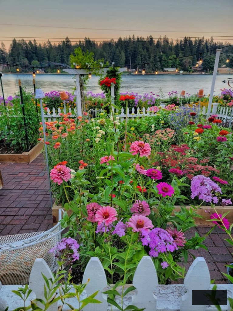 zinnias and various cut blooms flourishing in the garden