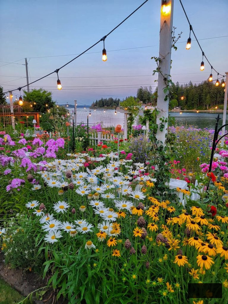country garden featuring daisies and black-eyed Susans