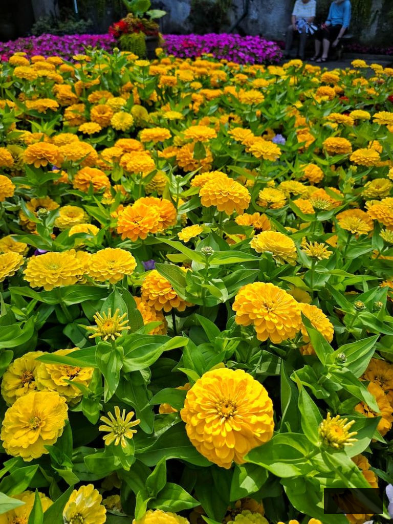 yellow zinnias thriving in the garden
