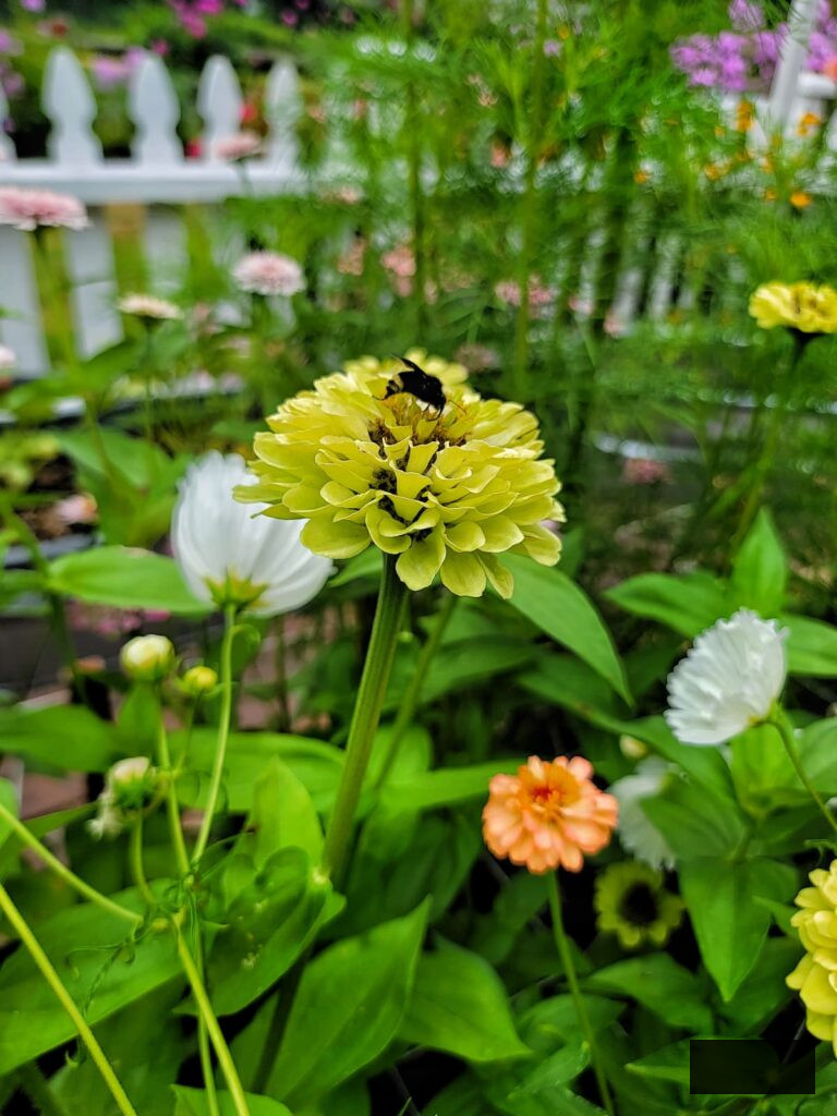  green zinnias with bumble bees feeding