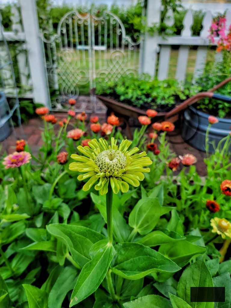lime zinnia with strawflowers behind