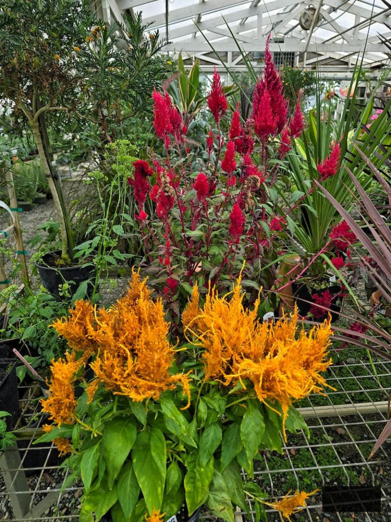 golden and crimson celosia flourishing in the greenhouse