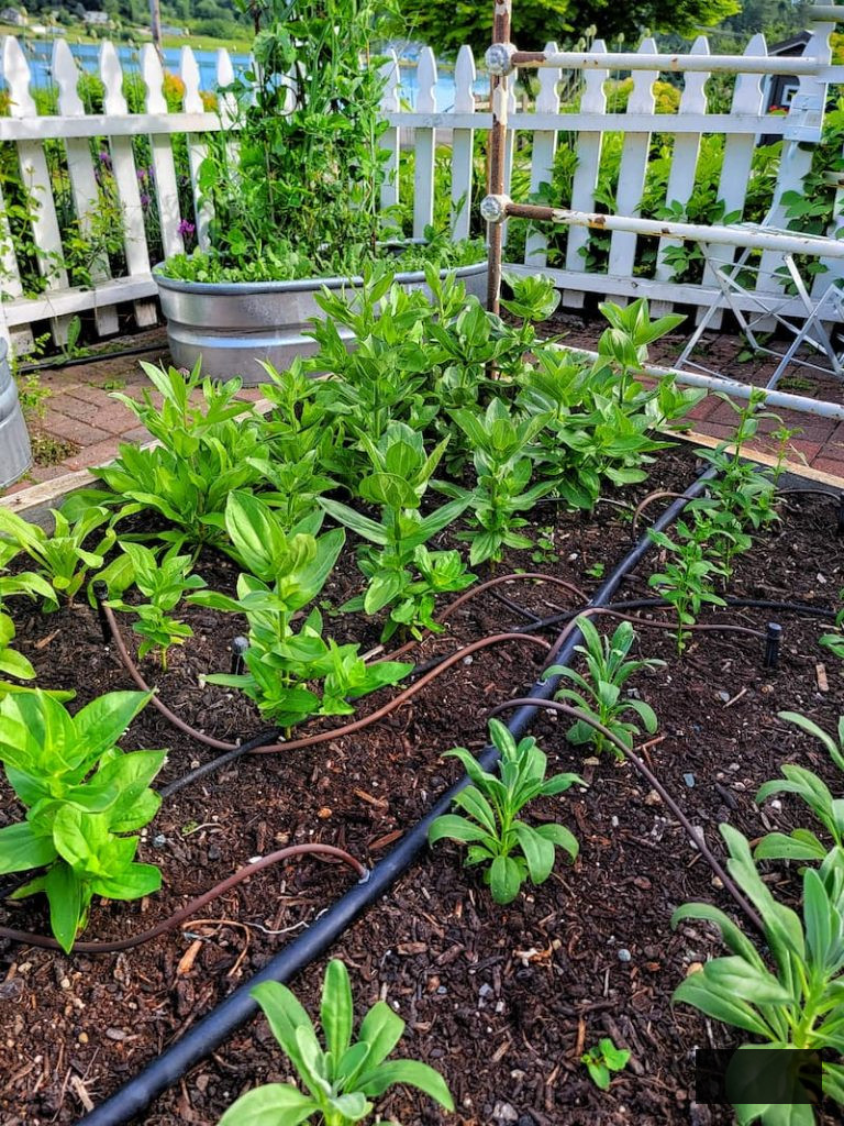 young plants flourishing in the garden with irrigation system