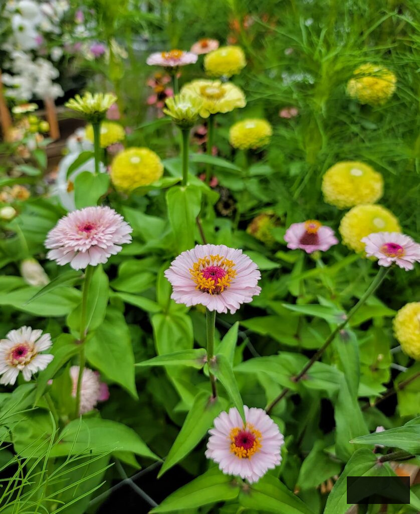 pink and lime zinnias flourishing in the cut flower garden