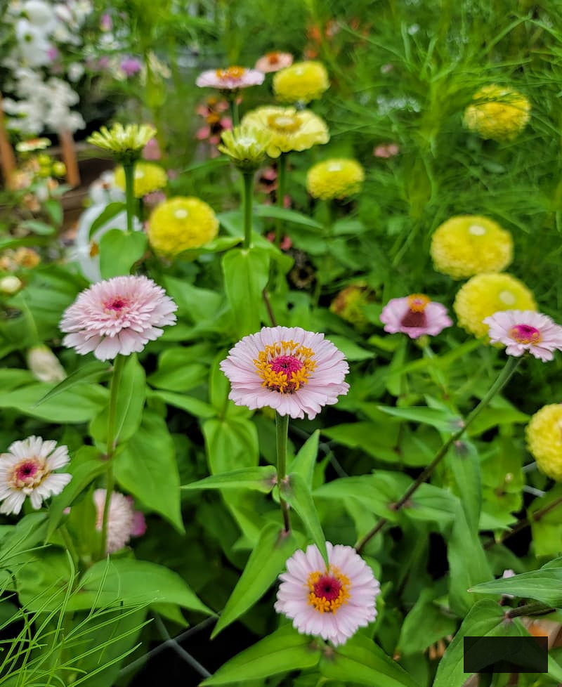 pink and lime colored zinnias thriving in the garden