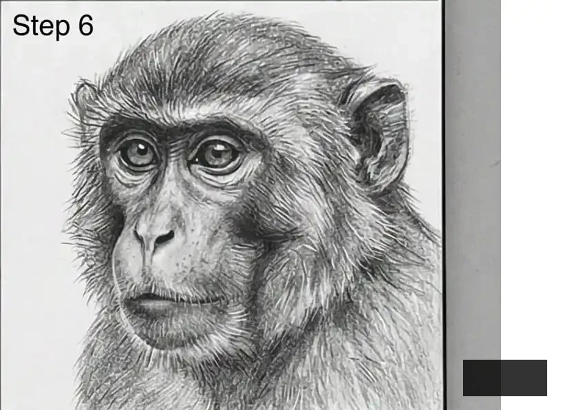 Detailed pencil sketch of a monkey's face with realistic fur texture and expressive eyes, labeled Step 6 in the corner.