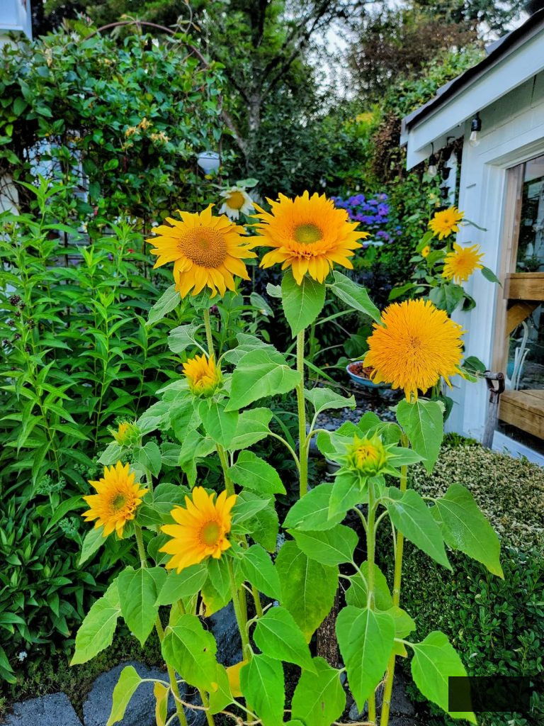 bright yellow sunflowers in the garden