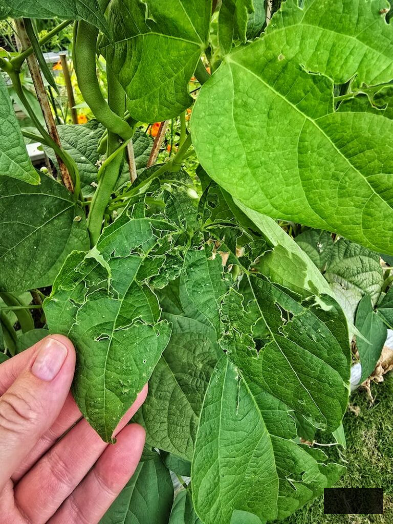 leaves of a plant harmed by insects