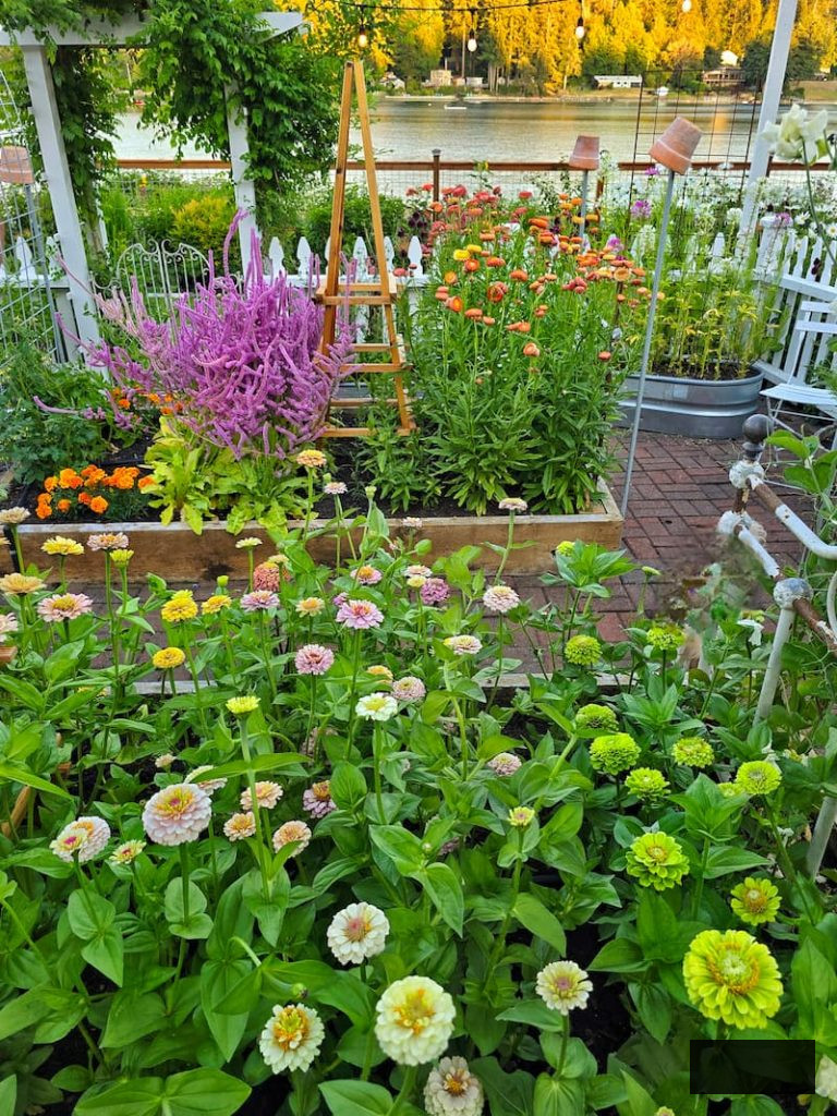 cut flower garden with zinnias, Russian statice and strawflowers
