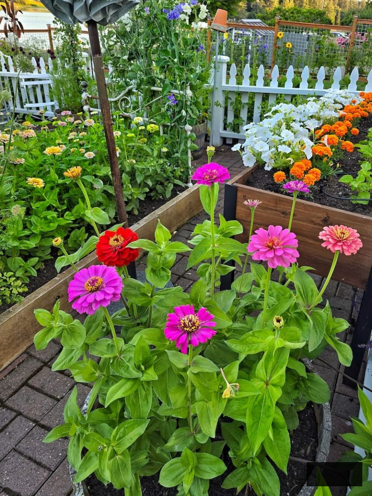 vibrantly colored zinnias flourishing in the cut flower garden