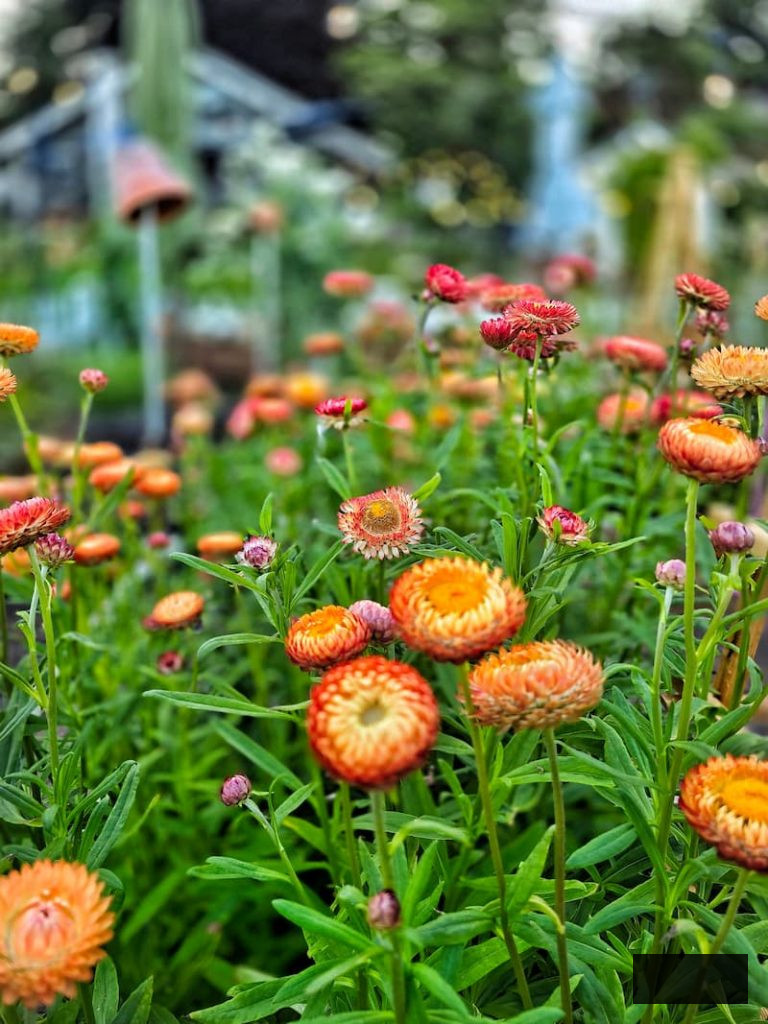 apricot strawflowers thriving in the garden