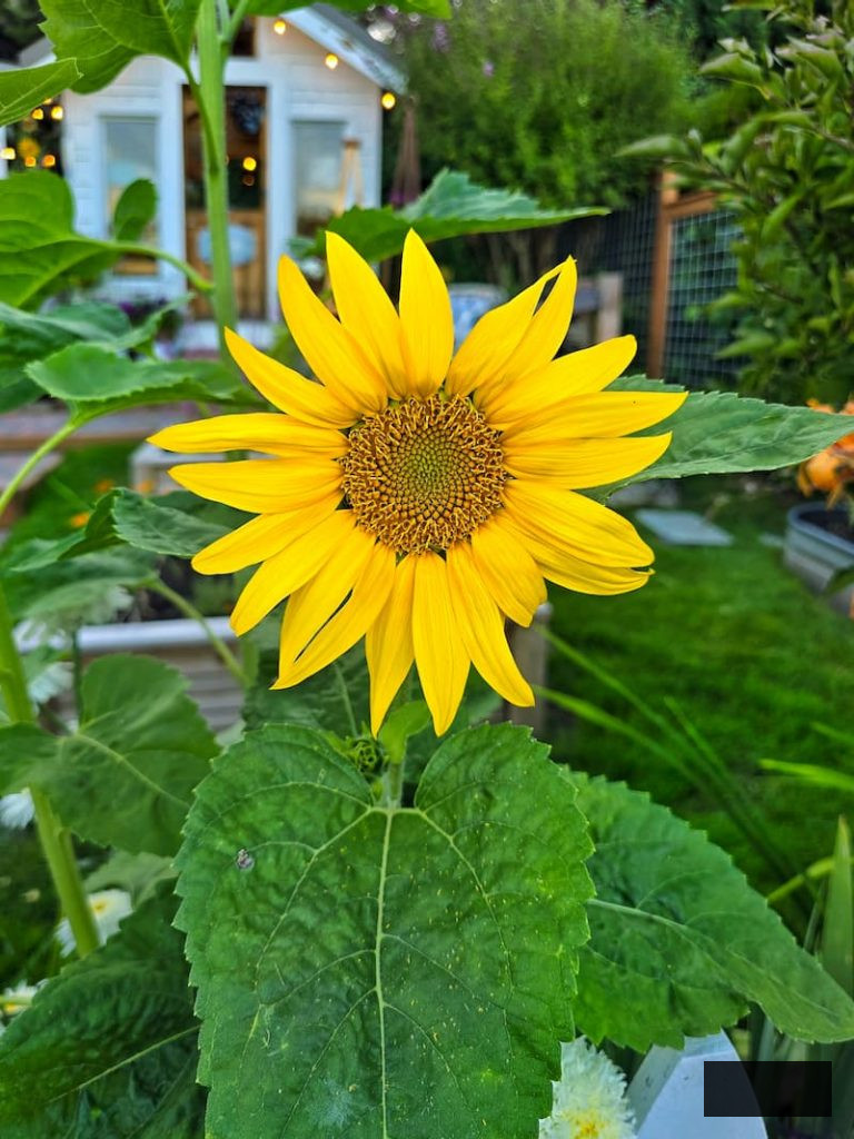 yellow sunflower flourishing in the garden in front of the greenhouse