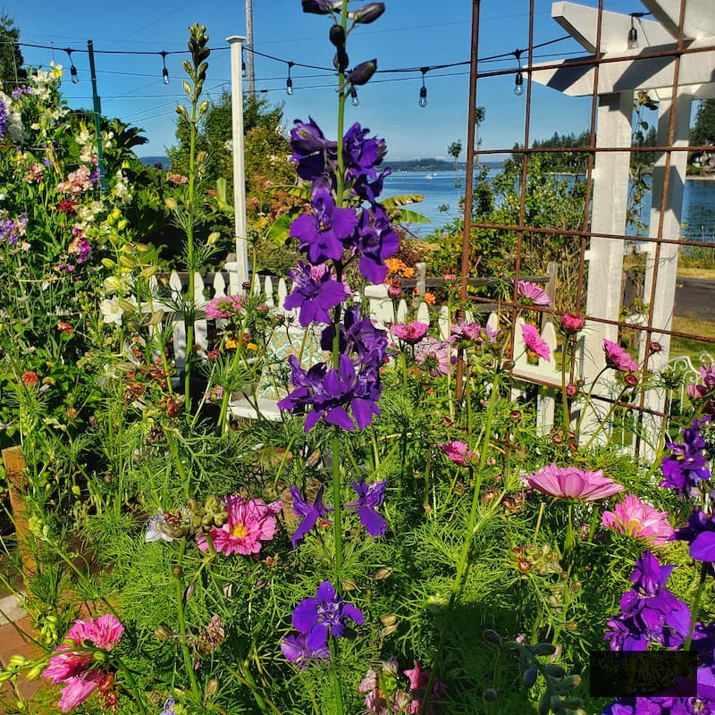 purple larkspur growing in the garden bed with pink cosmos