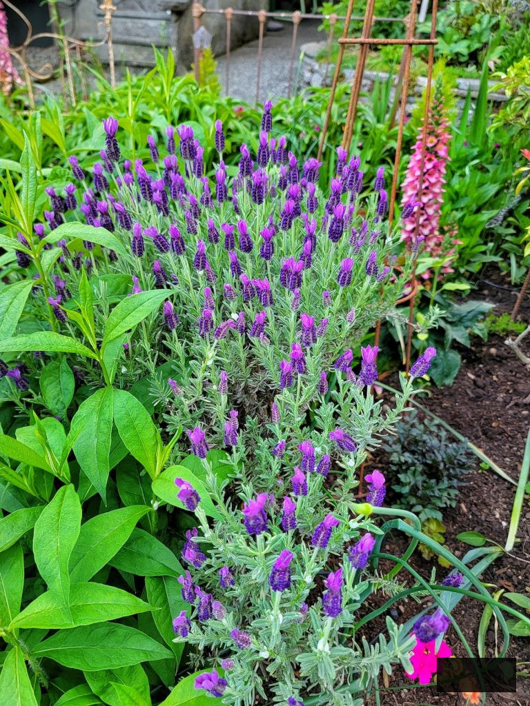 lavender flourishing in the garden